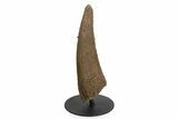 Exceptional, Fossil Triceratops Brow Horn - Montana #352035-6